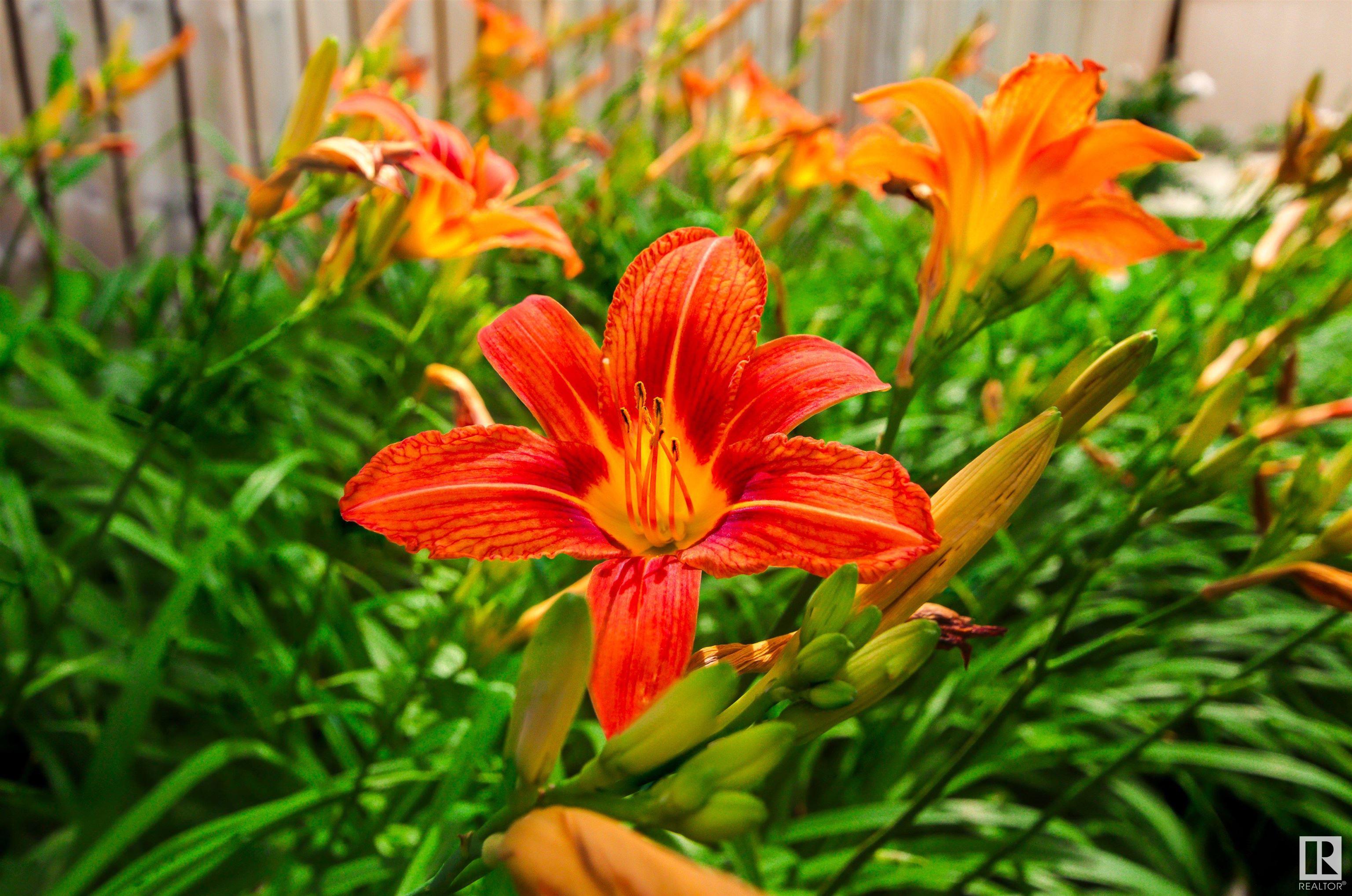 http://cdnparap120.paragonrels.com/ParagonImages/Property/p12/RAE/225360746/60/0/0/e3172df1264e39606036078a1c1f092d/1/f20065cd008670ca2040a20325893774/225360746-026d361f-5c87-41bb-97fd-61fcdf3d905d.JPG
