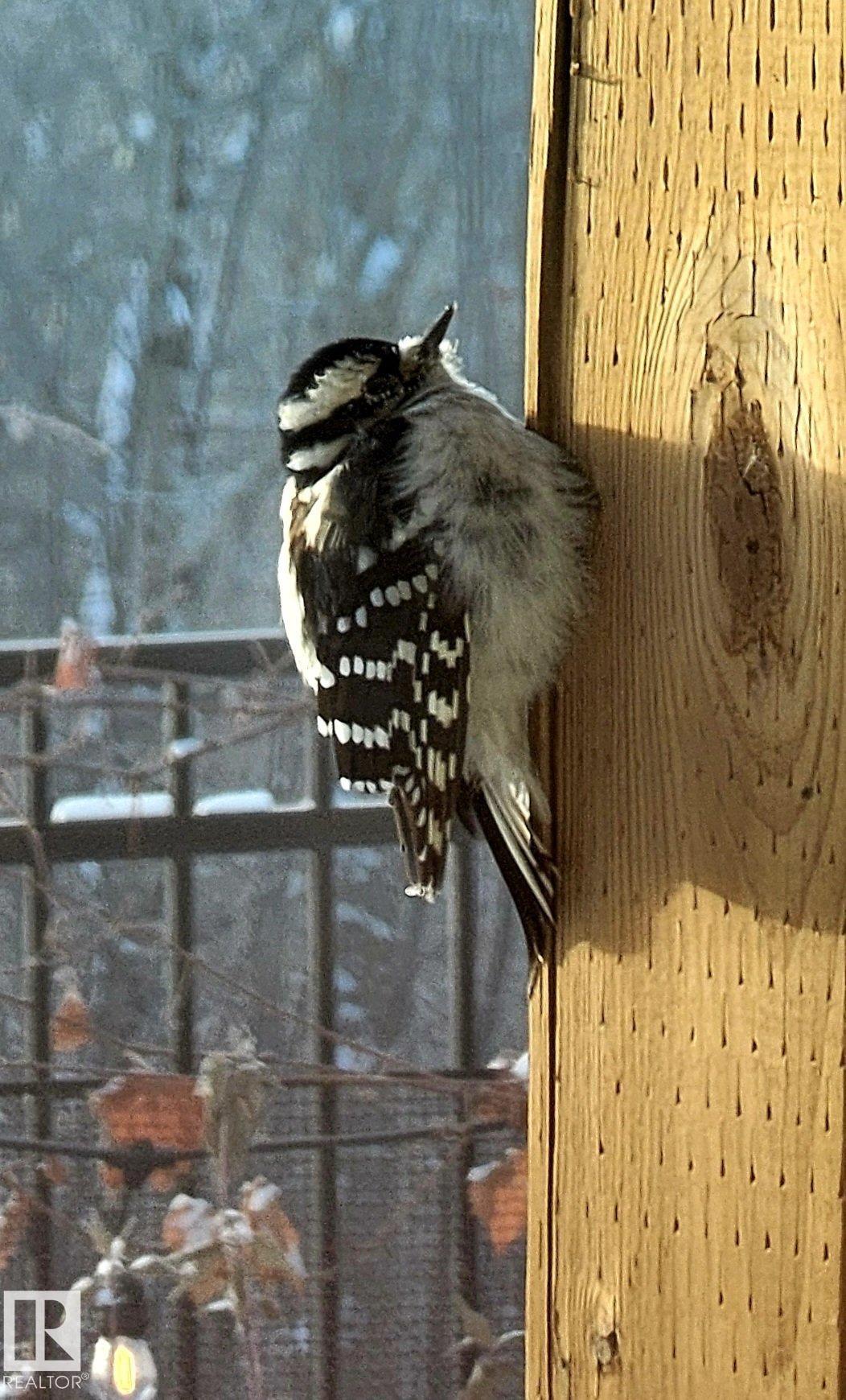 Photo 55 at 20431 128 Avenue NW, Trumpeter Area, Edmonton