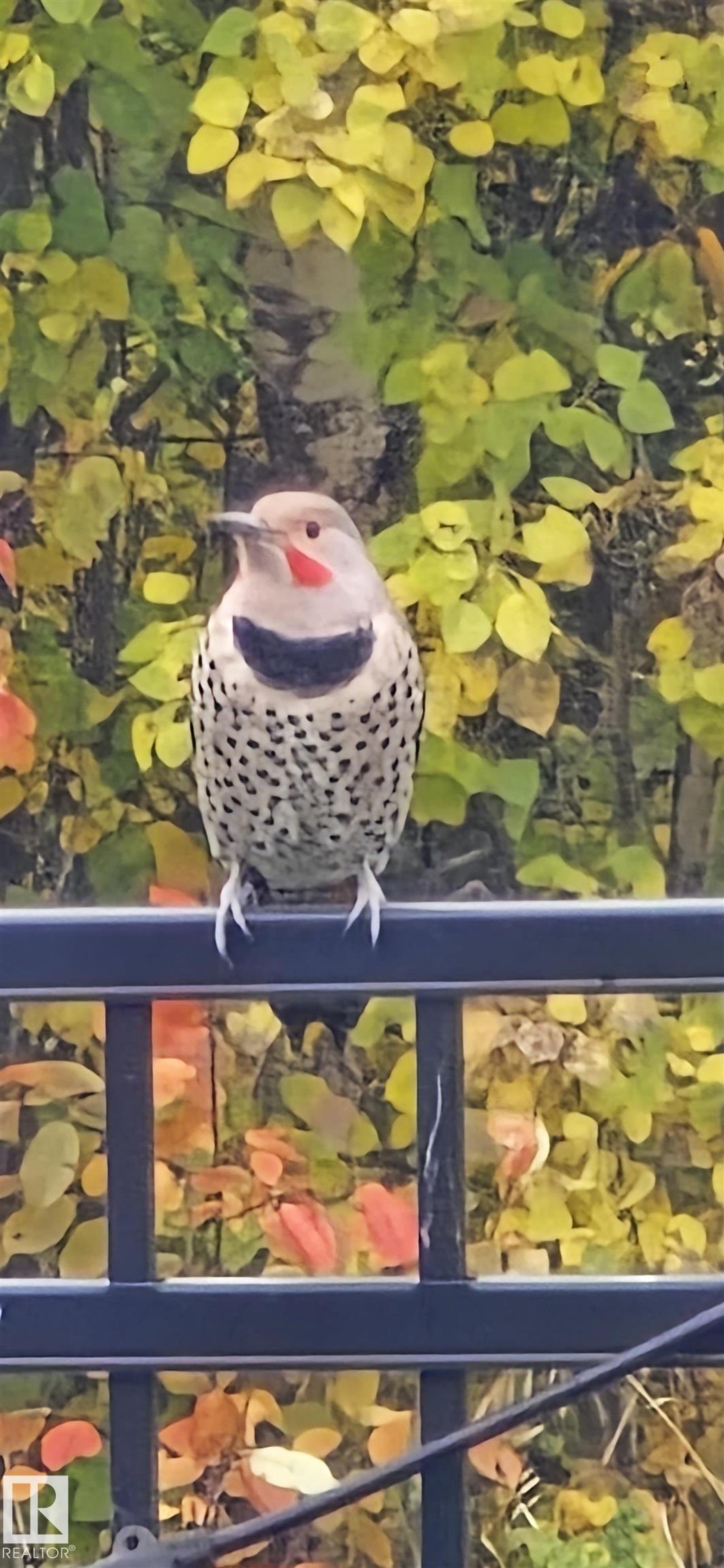 Photo 58 at 20431 128 Avenue NW, Trumpeter Area, Edmonton