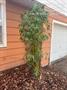 For Sale: 509 N Burns, Turon KS