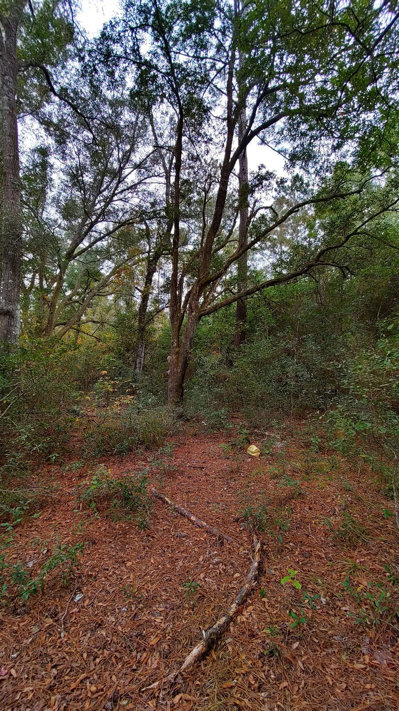 NICE ONE ACRE LOT WITH SIGNS OF OLD MOBILE HOME. LARGE OAK TREES ON THE PROPERTY.