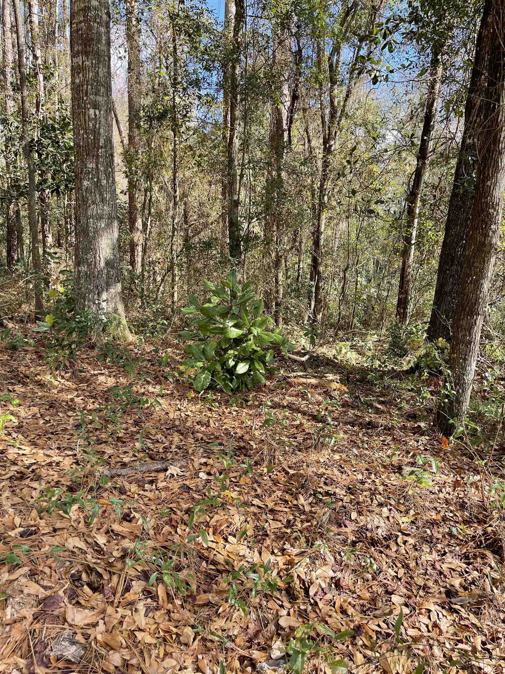 Beautiful vacant lot directly across the street from Lake Talquin. Are you looking to build your dream home? This peaceful, serene setting is a must see and will not last long.