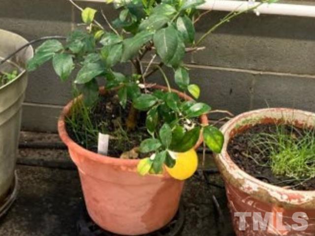 Lemon Plant in Greenhouse