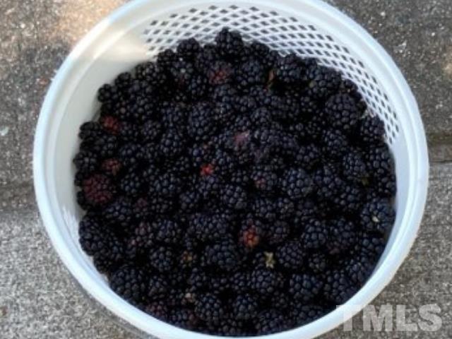 Blackberries from the Garden