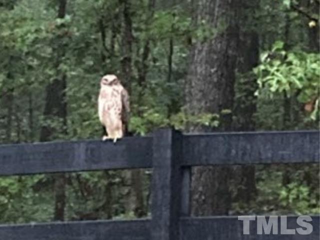 Red Tail Hawk on the Property