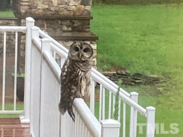 Owl in the Backyard