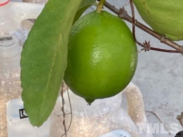 Limes in Greenhouse
