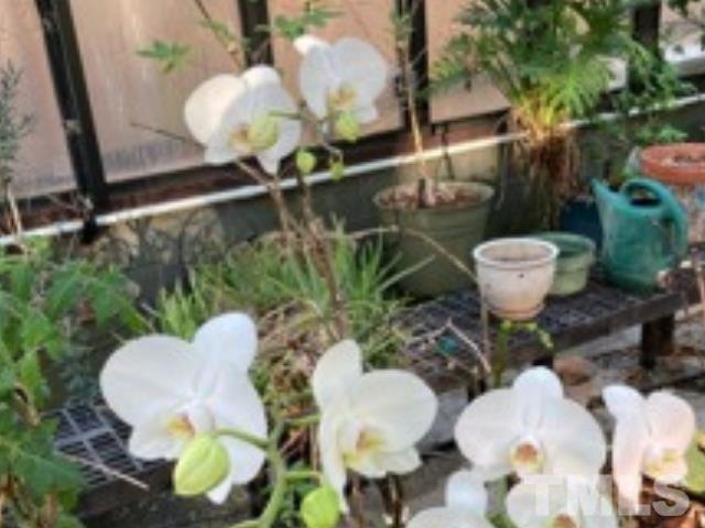 Orchid Grown in Greenhouse